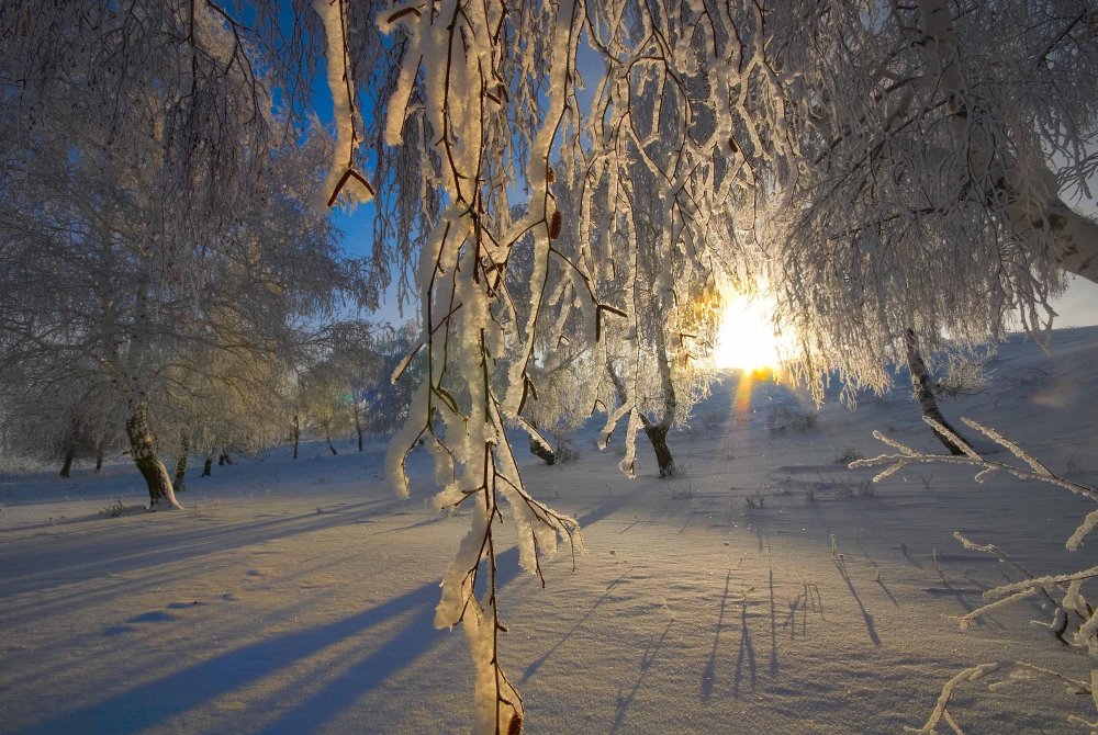 Береза под снегом