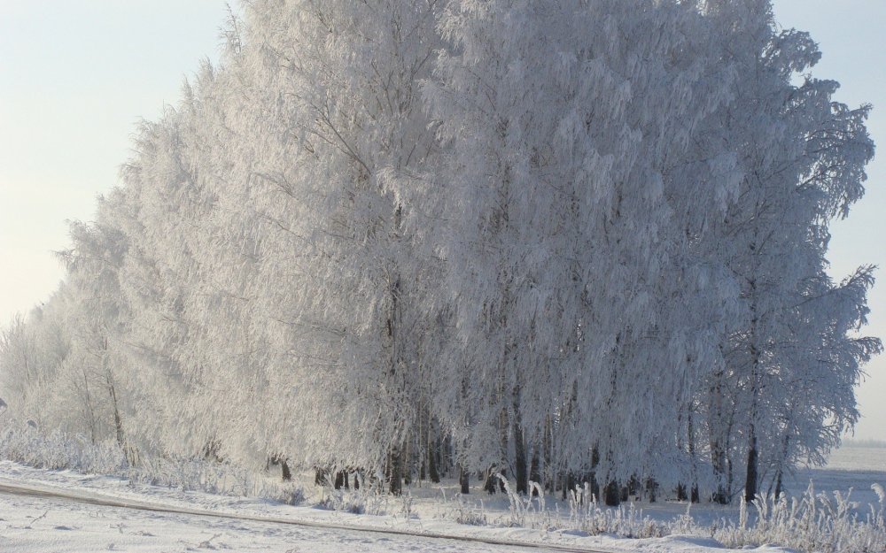 Деревья в снегу