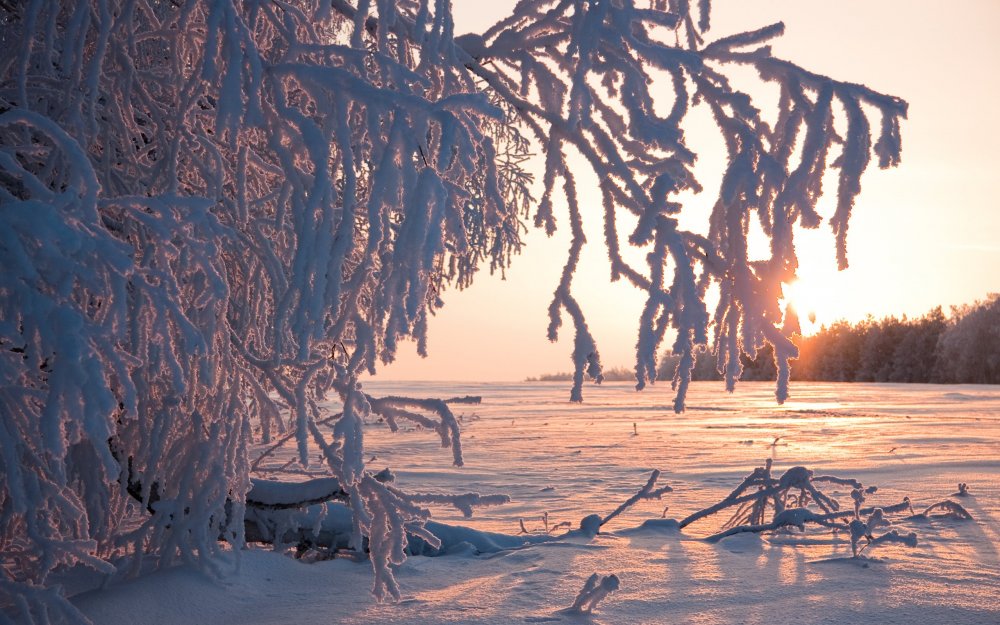 Деревья в снегу