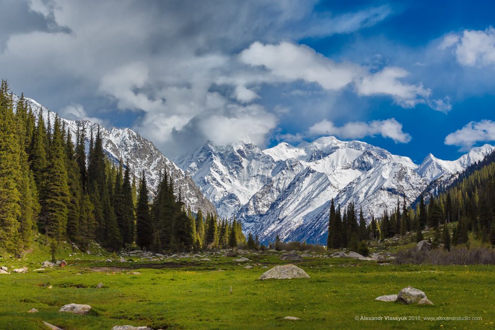 Горы Киргизии голубые ели