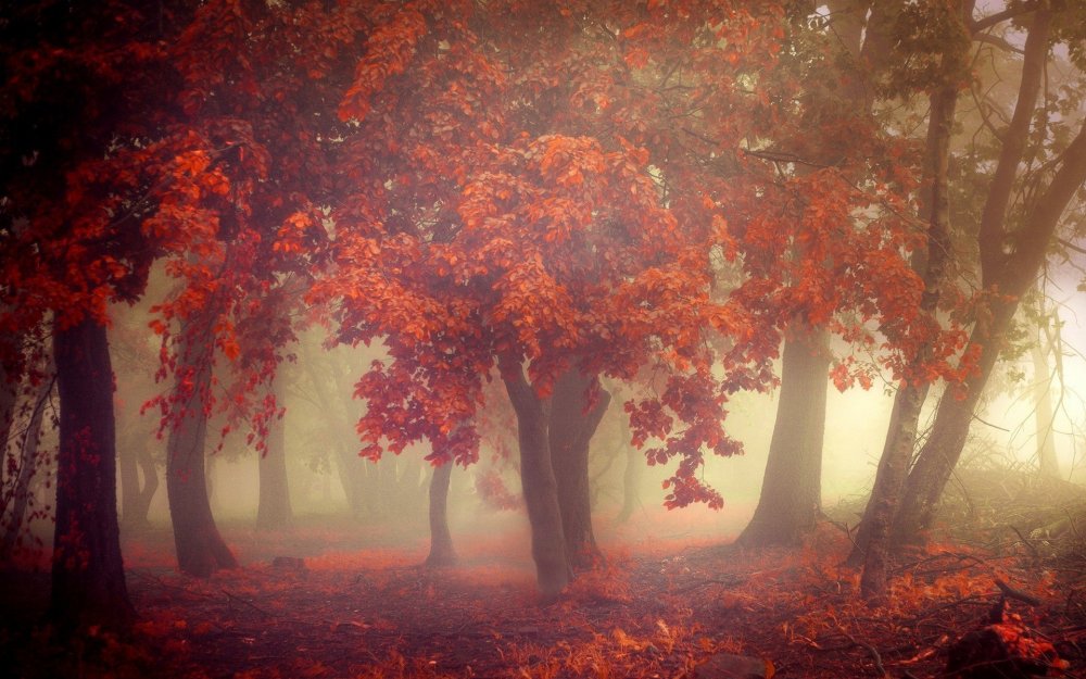 Осенние деревья в тумане