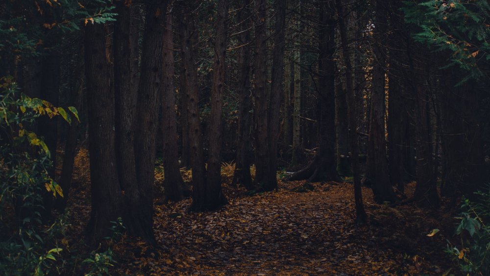 Густой темный лес