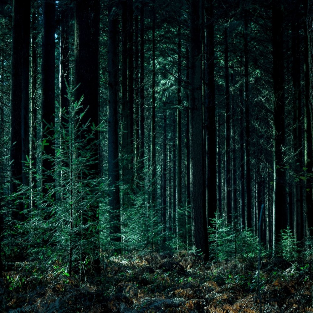 Загущенный хвойный лес