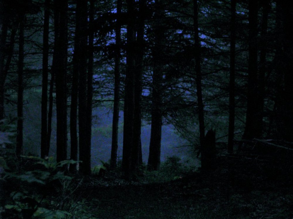 Эстетика ночного леса