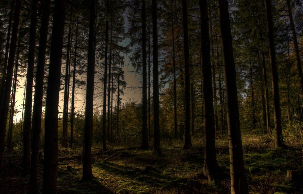 Станислав Бочаров "тёмный лес"