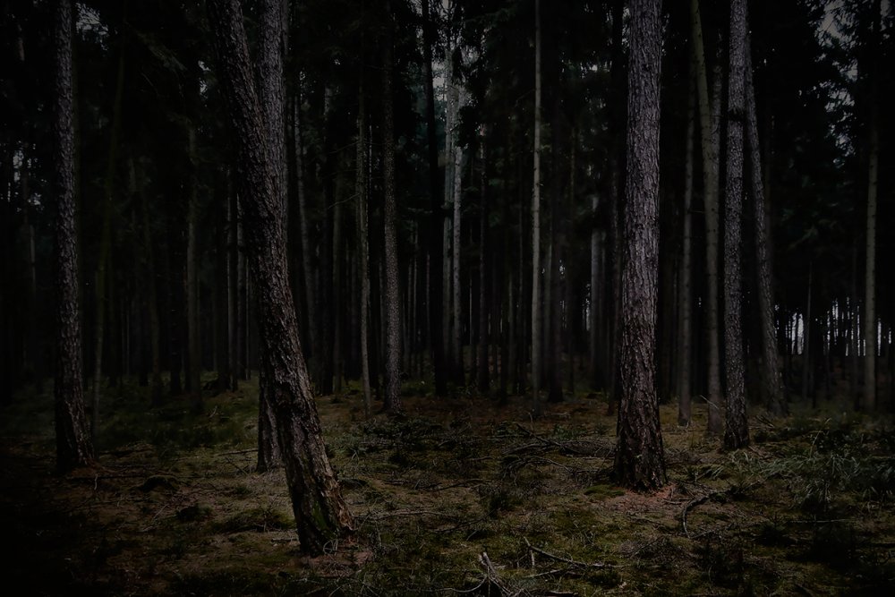 Густой темный лес