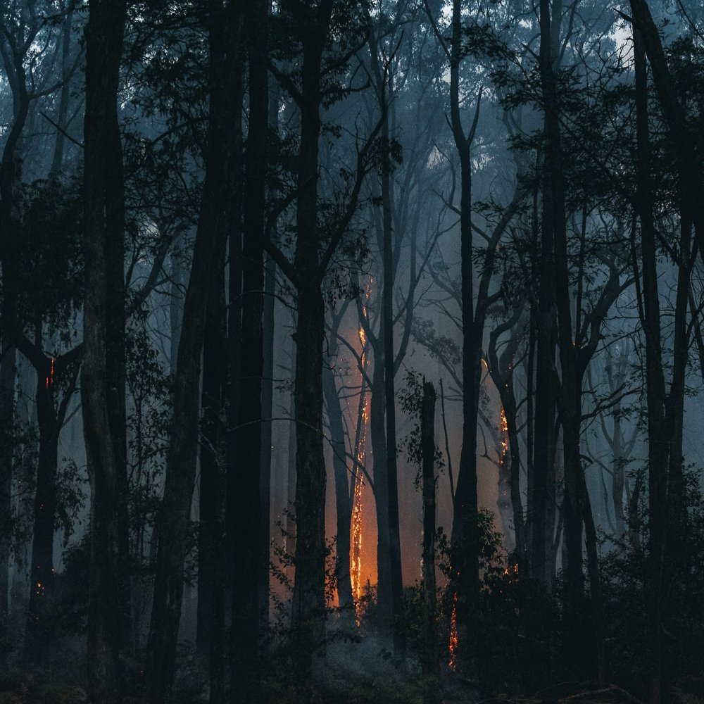 Темный лес Эстетика Пинтерест