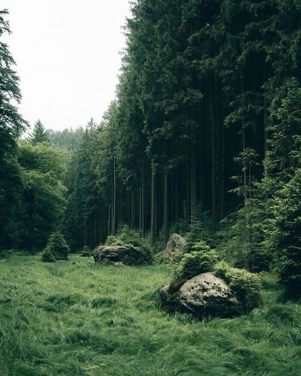 Эстетика леса