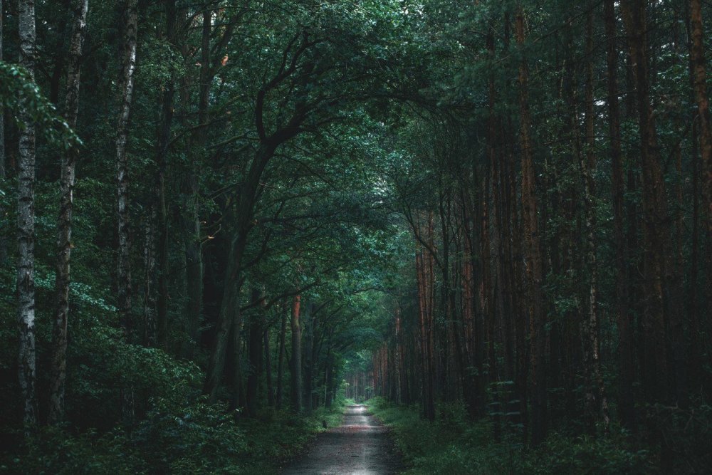 Эстетичный лес