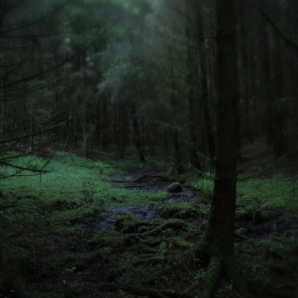 Темный НЕПРОХОДИМЫЙ лес