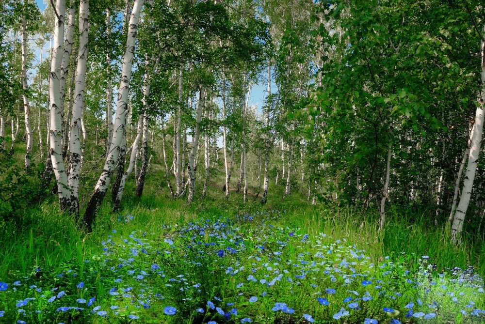 Березовые Рощи Южного Урала