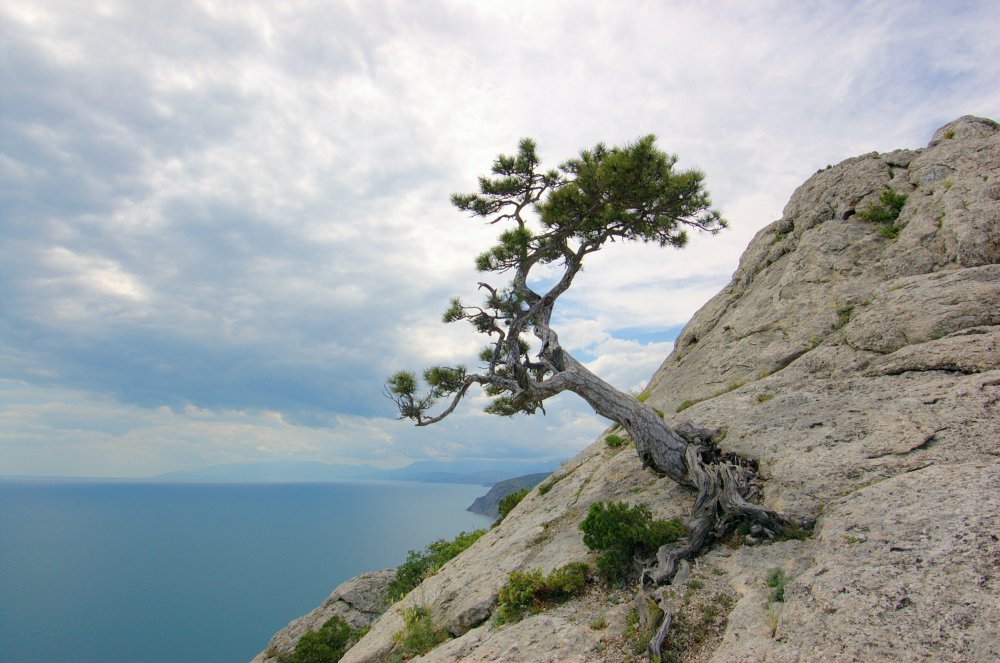 Сосна Станкевича в Крыму