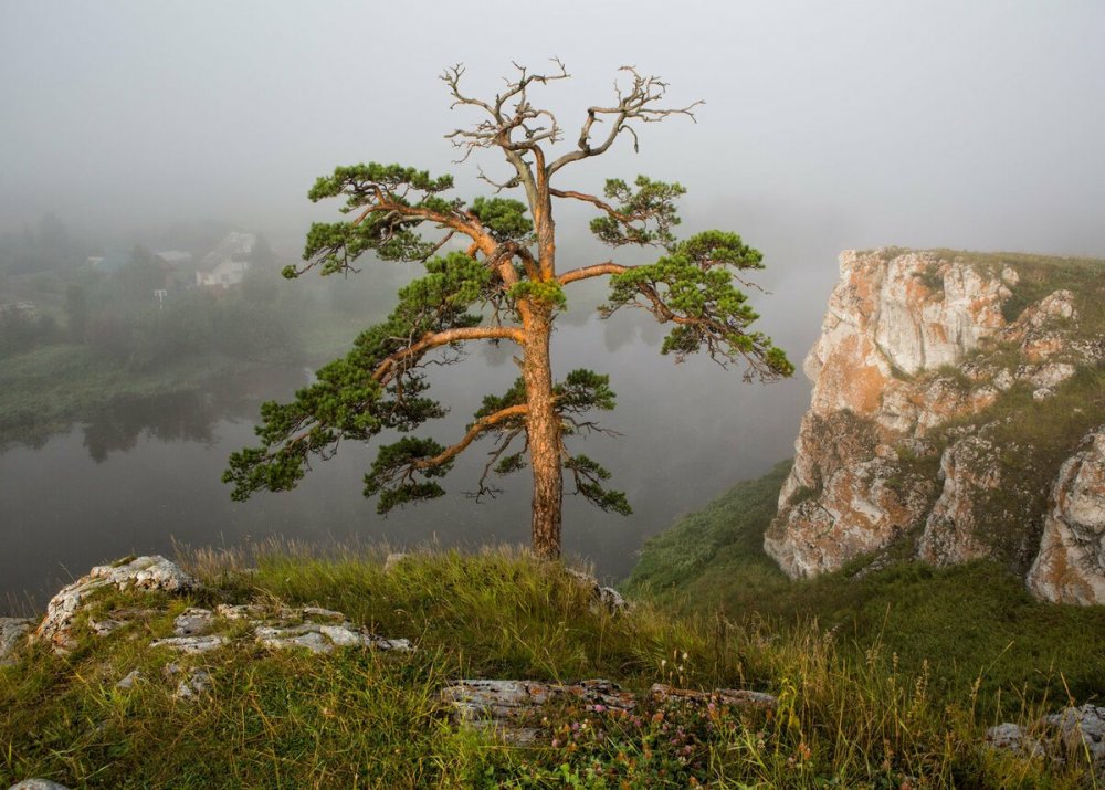 Одинокая сосна Белокуриха