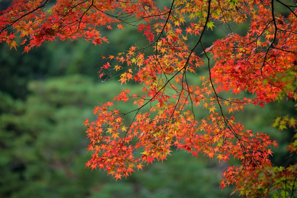 Осенняя листва