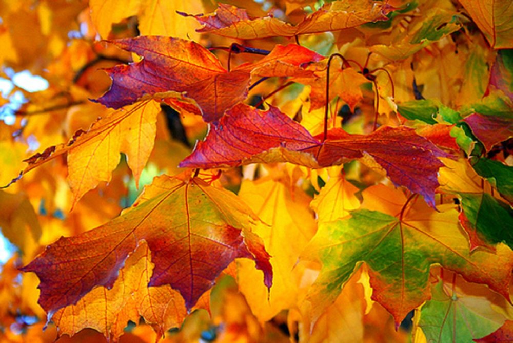 Красивая осень листья