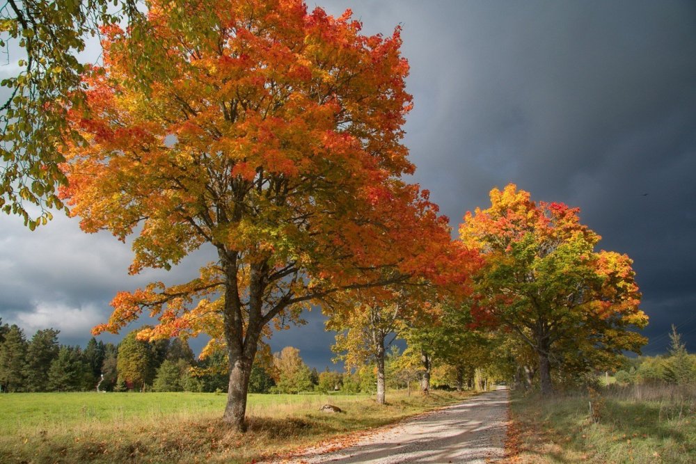 Кленовое дерево Вермонт