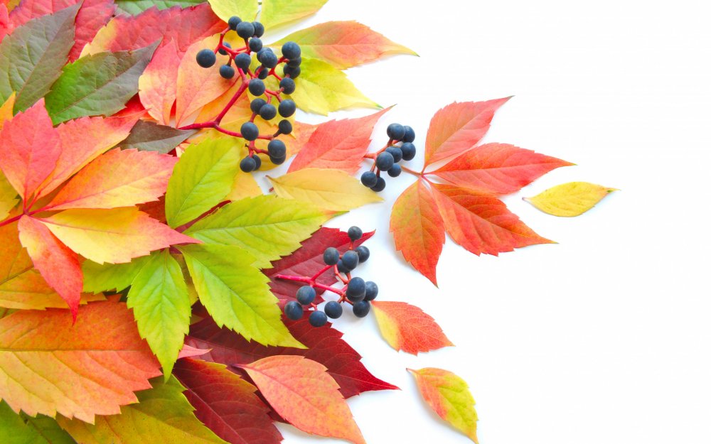 Осенний фон с ягодами, листьями
