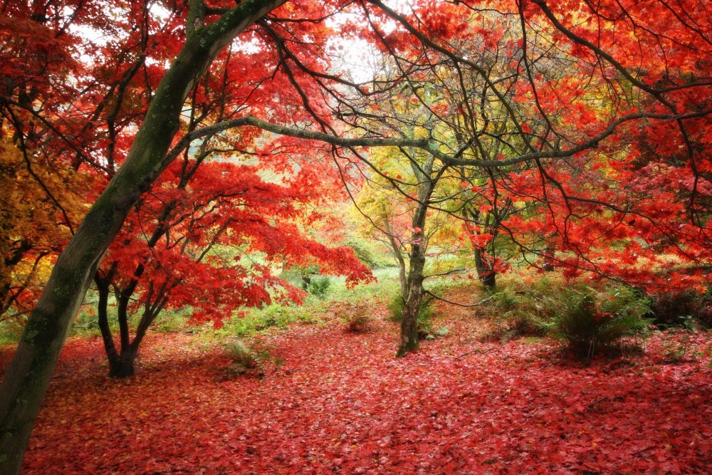 Багряный осенний лес
