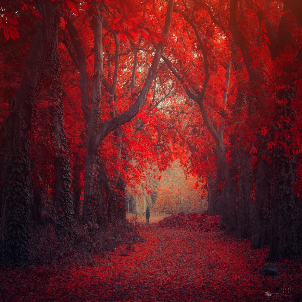 Таинственный лес осенью