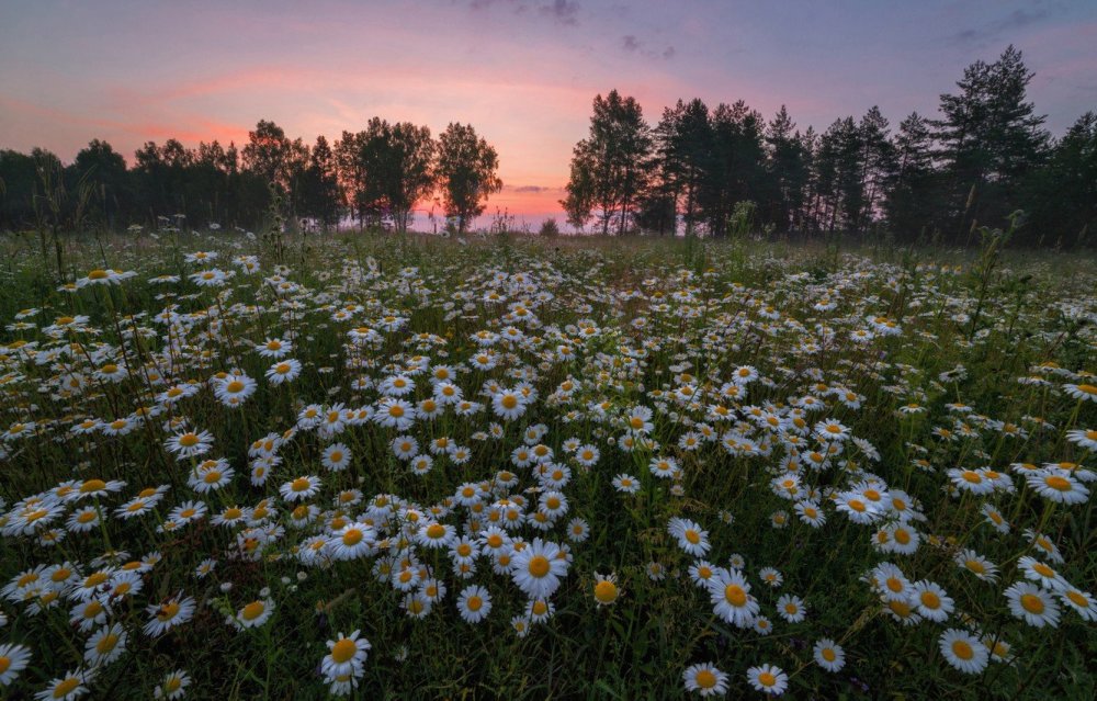 Поляна ромашек