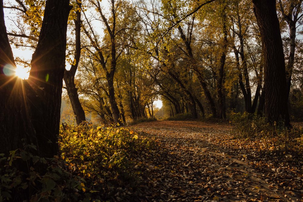 Солнечная осень