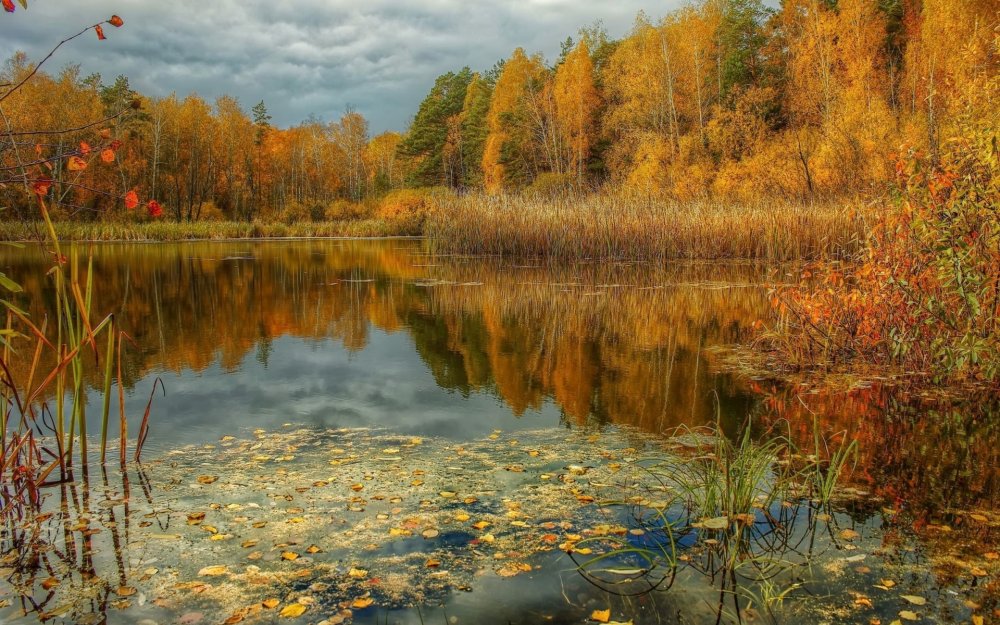 Осень Сибирь поле