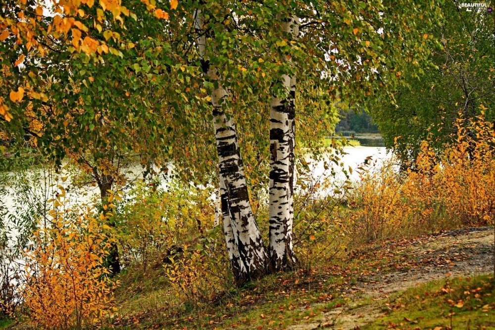 Нерская Золотая осень