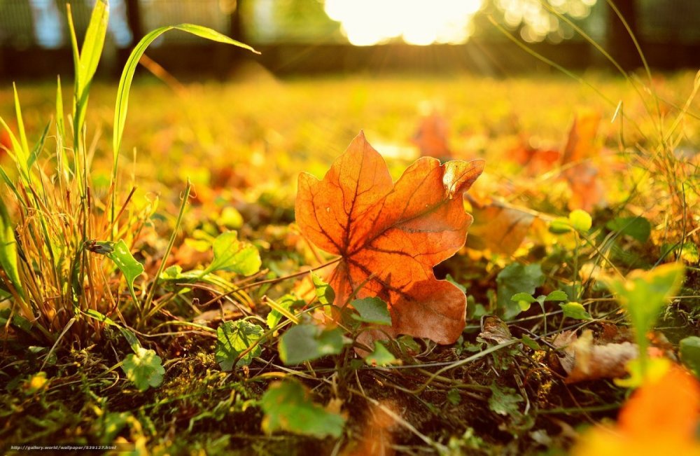 Осень жизни как и осень года надо благодарно принимать текст