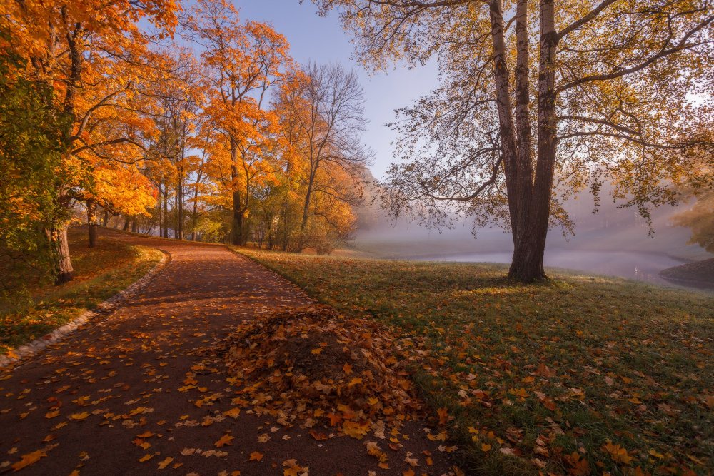 Осенний лес под ногами