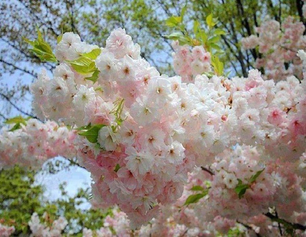 Абрикосовый сад цветет Дагестан