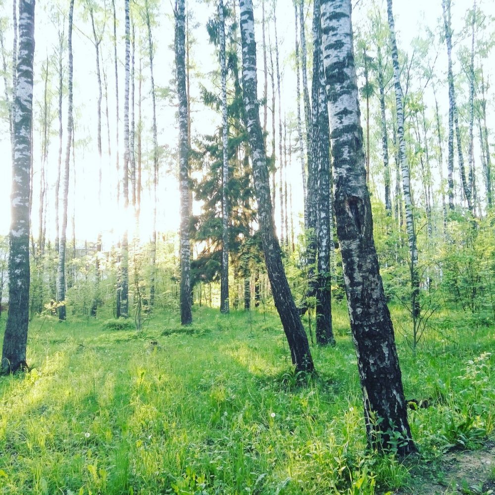 Шпильковский лес Беларусь