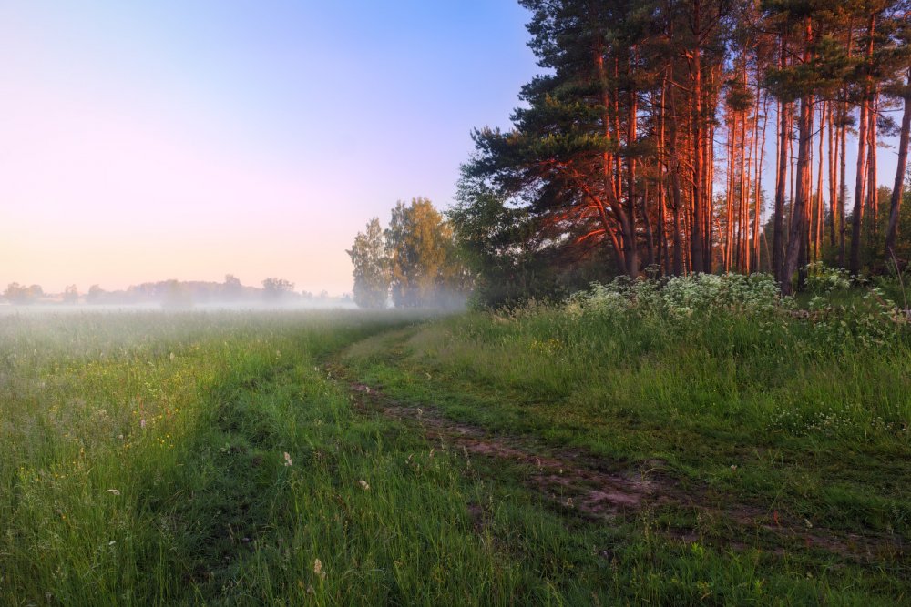 Рассвет в лесу