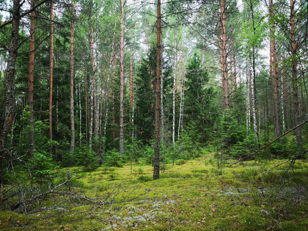 Хвойный лес Беларуси