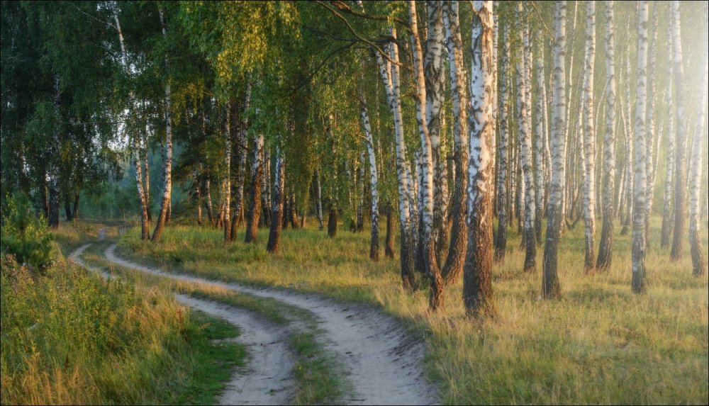 Природа Владимирской области березы