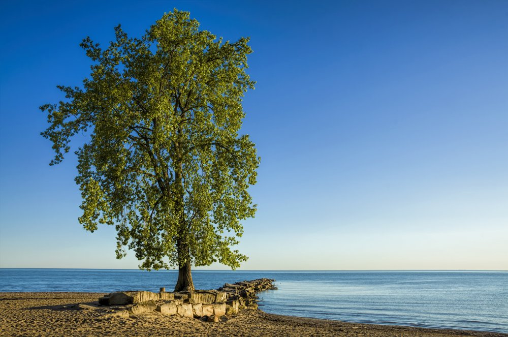 Дерево на берегу моря