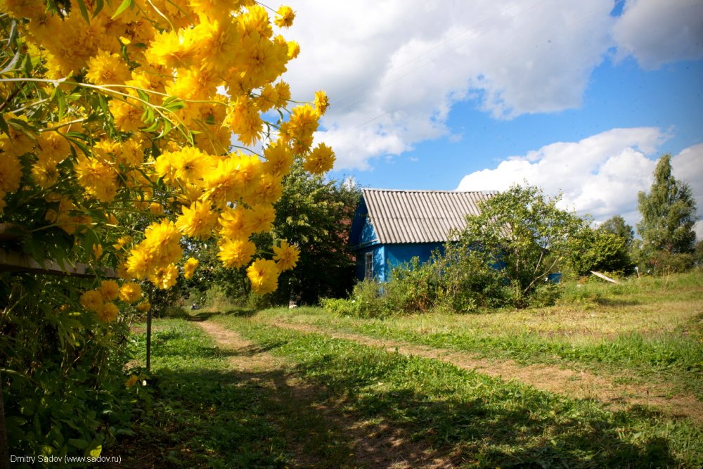 Природа деревня солнечно