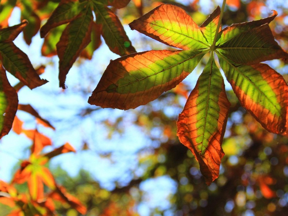 Осенний лист конского каштана