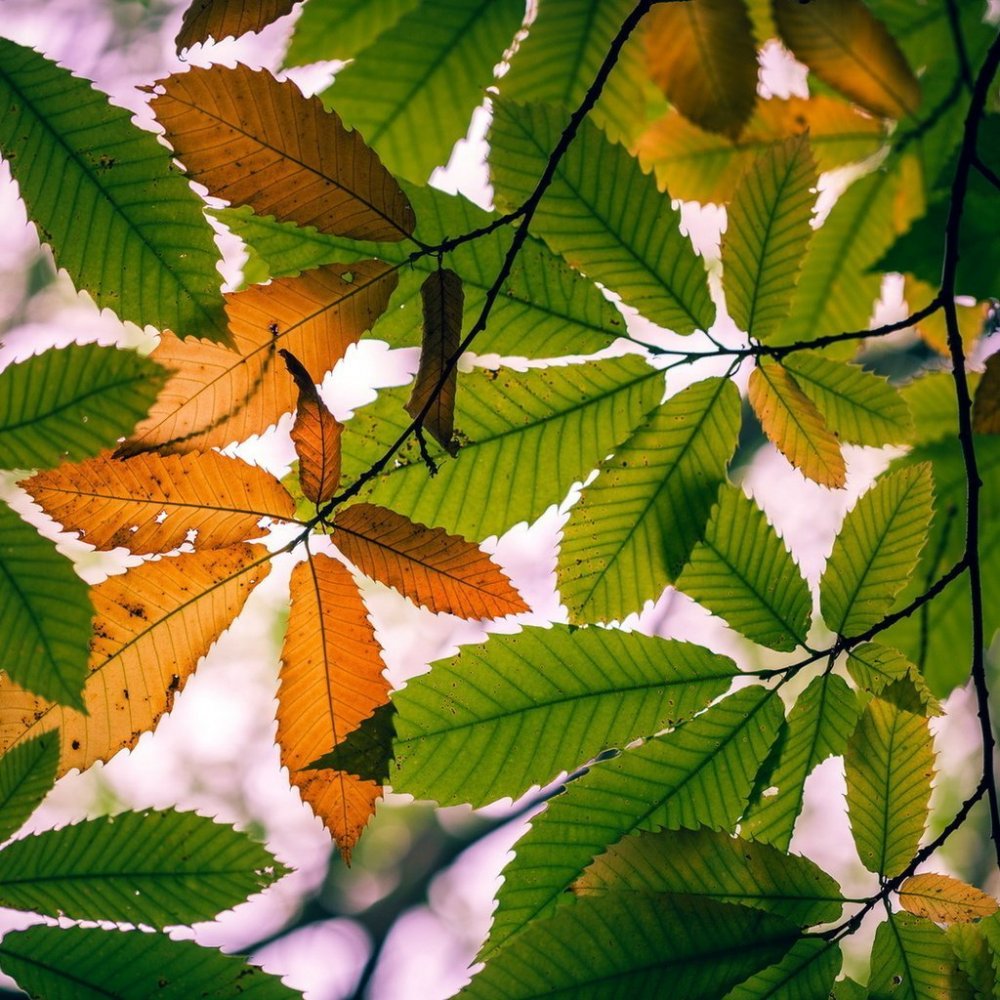 Осенний каштановый лист