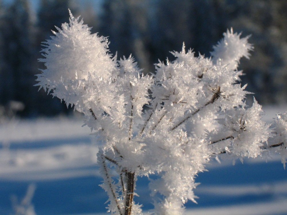 Снежные цветы