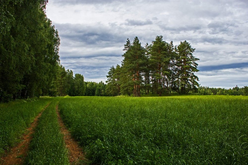 Лужский лес