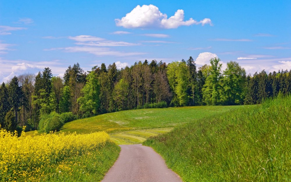 Лужский район лето лес