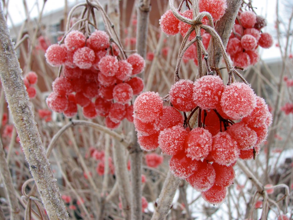 Калина (Viburnum) зимой