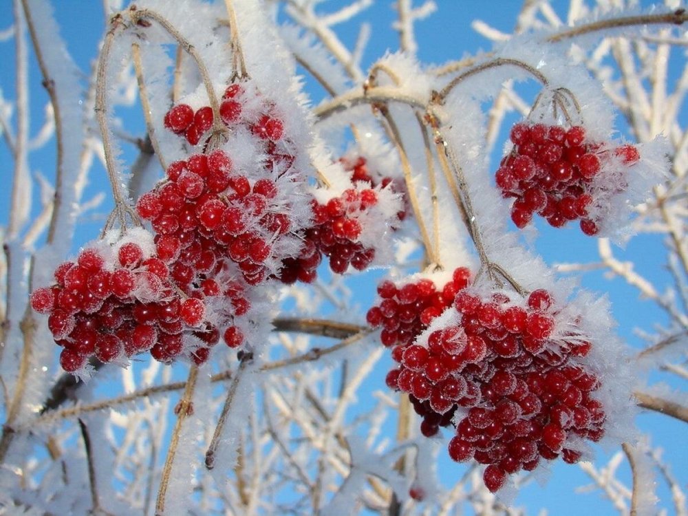 Калина взимку