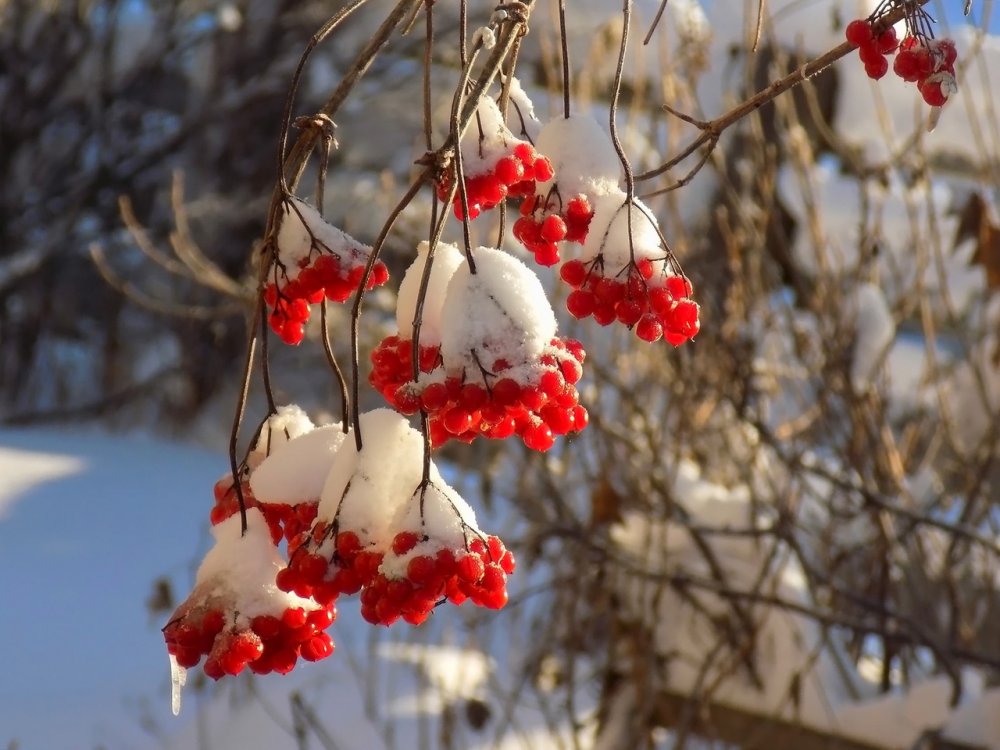 Калина (Viburnum) зимой