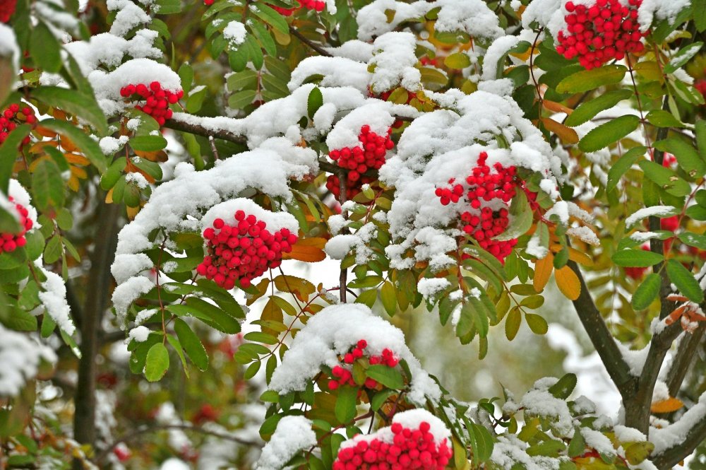 Калина (Viburnum) зимой