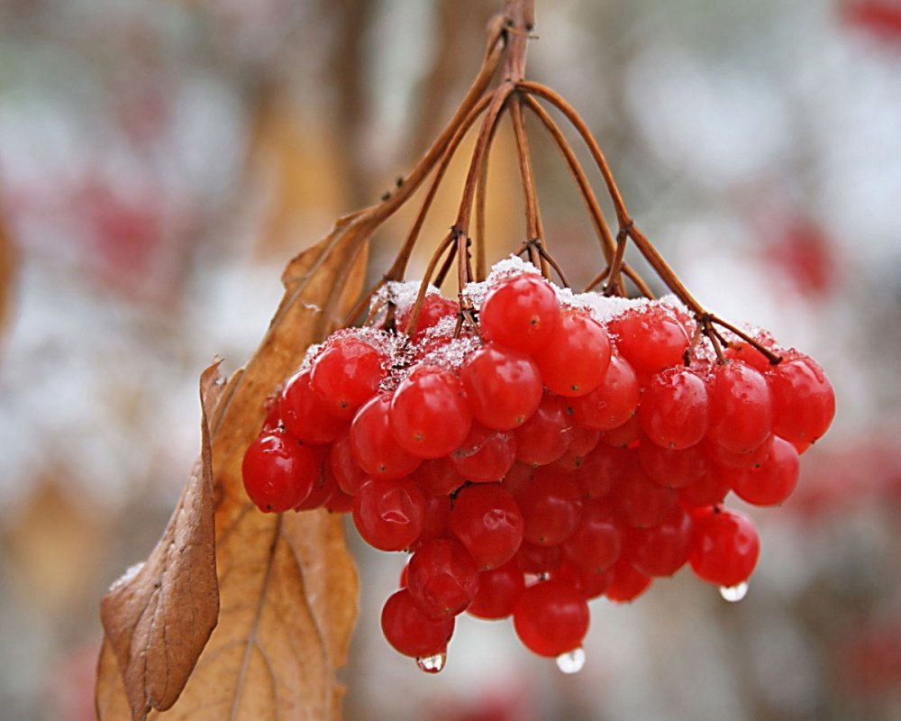 Калина (Viburnum) зимой