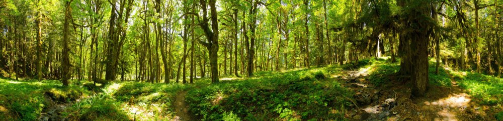 Панорама лес в высоком качестве