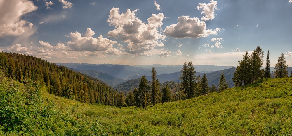 Панорамное изображение леса