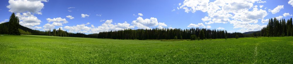 Сосоновый лес панорама