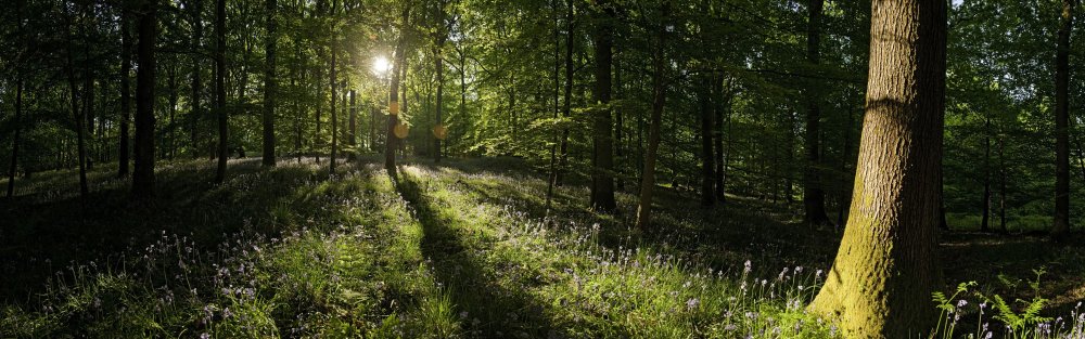 Панорама лес в высоком качестве